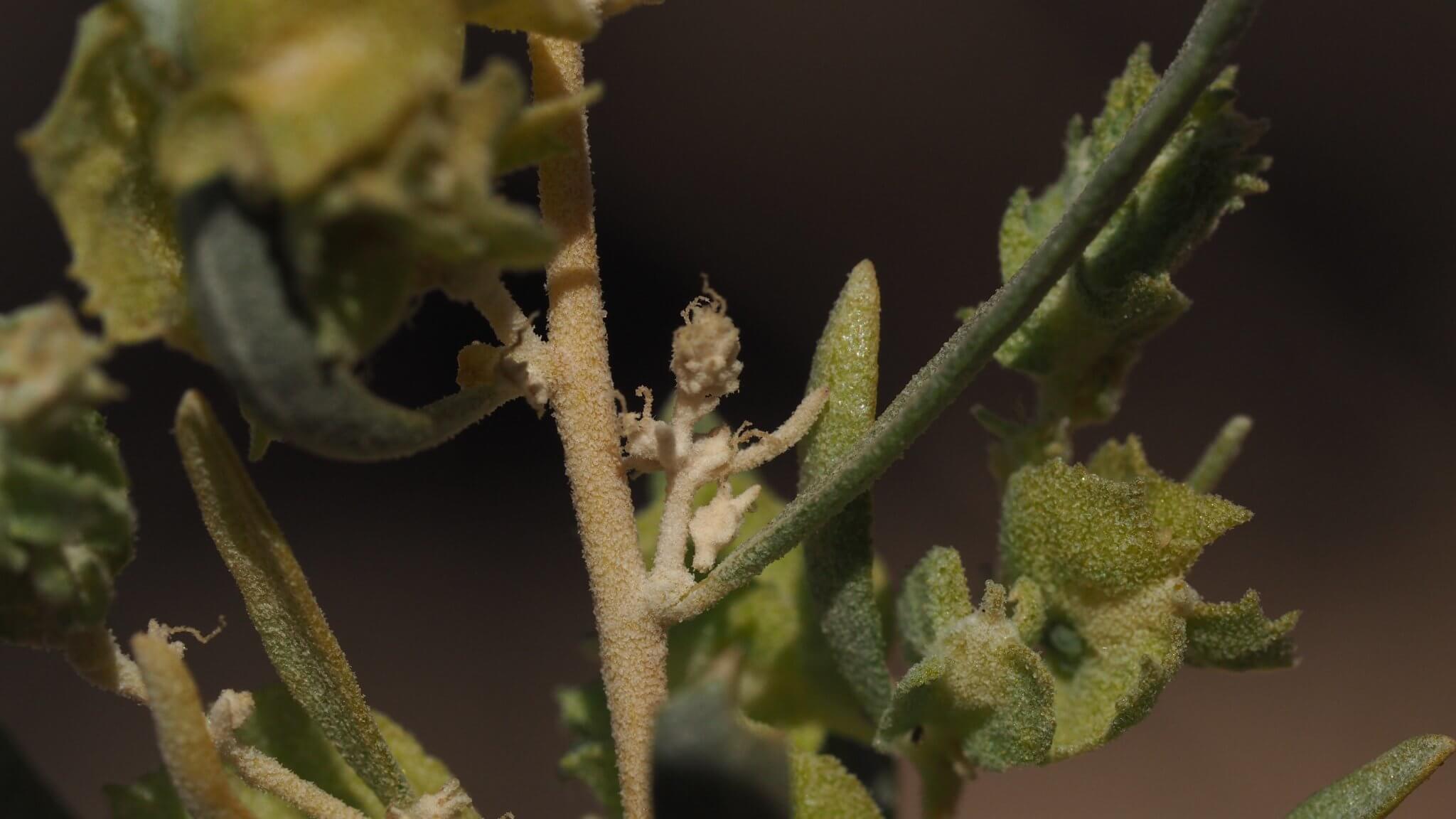 Atriplex canescens